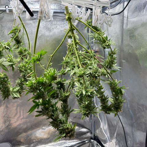 Pink Kush growlog timeline photo