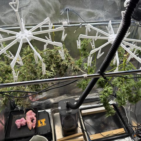 Tangerine Dream growlog timeline photo