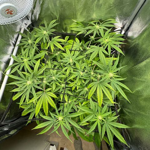 Mimosa x Orange Punch growlog timeline photo