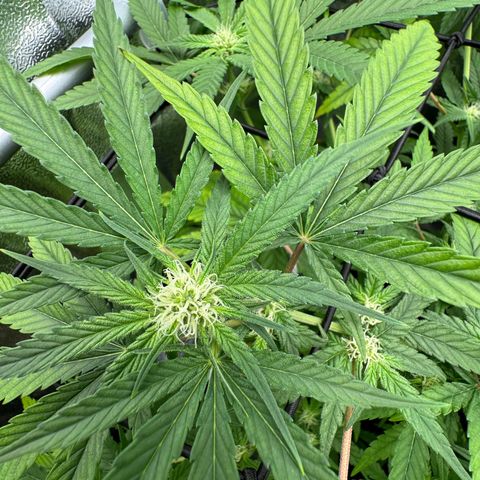 Mimosa x Orange Punch growlog timeline photo