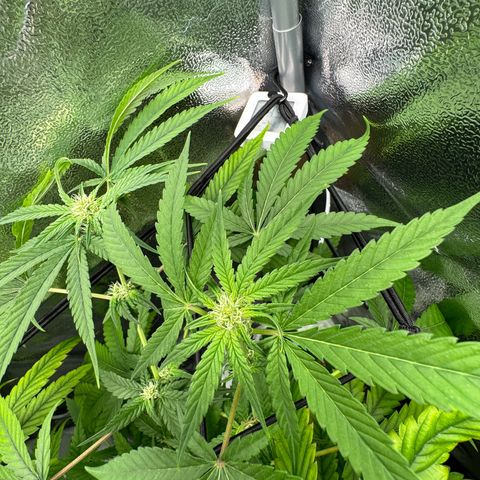Mimosa x Orange Punch growlog timeline photo