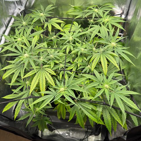 Mimosa x Orange Punch growlog timeline photo
