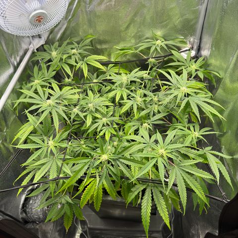 Mimosa x Orange Punch growlog timeline photo