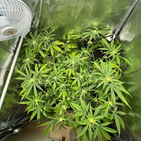 Mimosa x Orange Punch growlog timeline photo