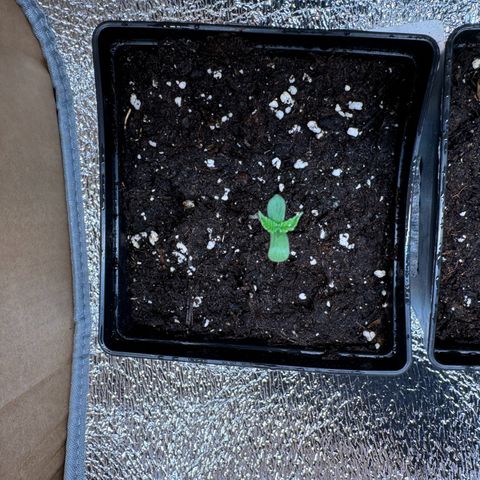 Lemon Zkittle growlog timeline photo