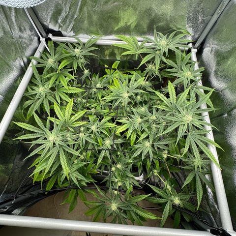 Mimosa x Orange Punch growlog timeline photo