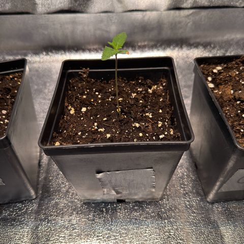 Lemon Zkittle growlog timeline photo