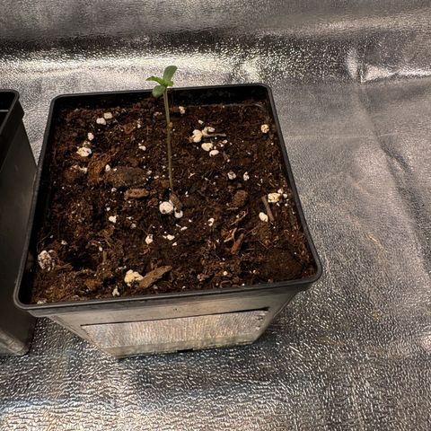 Criminal + growlog timeline photo