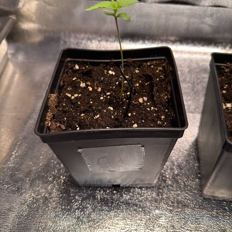 Criminal+ growlog timeline photo