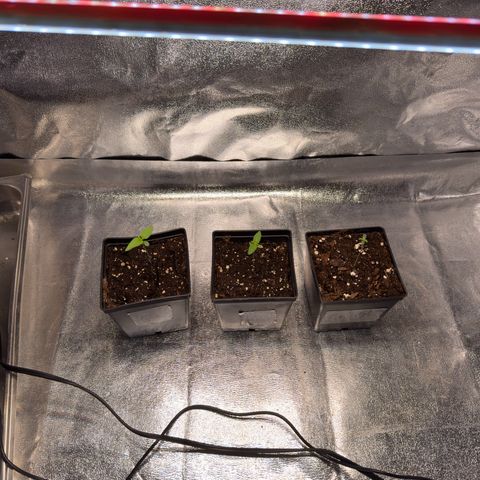 Criminal + growlog timeline photo
