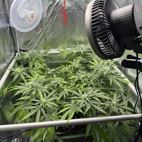 Mimosa x Orange Punch growlog timeline photo