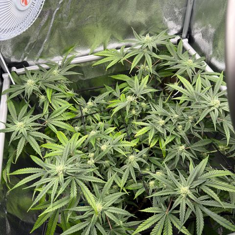 Mimosa x Orange Punch growlog timeline photo