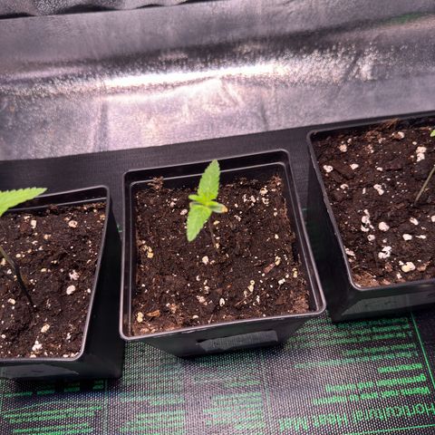 Lemon Zkittle growlog timeline photo