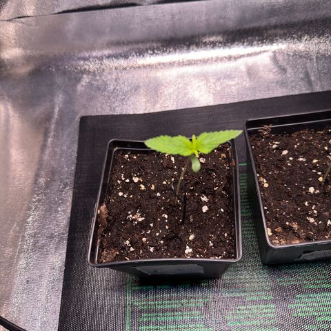 Criminal+ growlog timeline photo