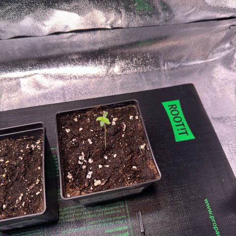 Criminal + growlog timeline photo
