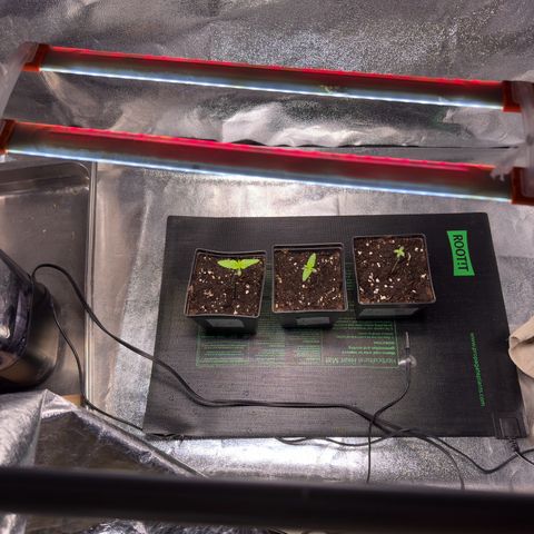 Criminal + growlog timeline photo