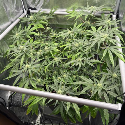 Mimosa x Orange Punch growlog timeline photo