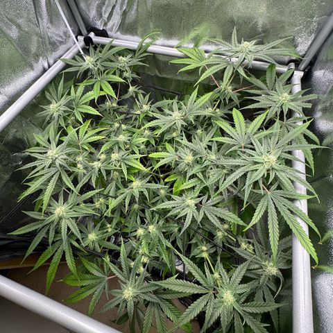 Mimosa x Orange Punch growlog timeline photo
