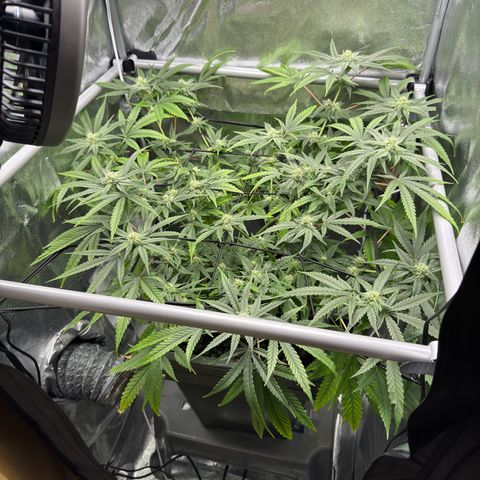 Mimosa x Orange Punch growlog timeline photo