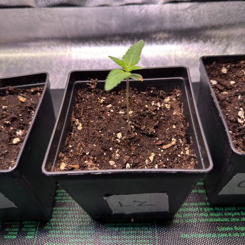 Lemon Zkittle growlog timeline photo