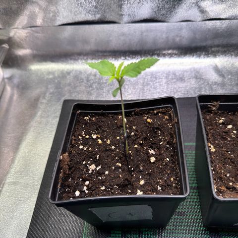 Criminal+ growlog timeline photo