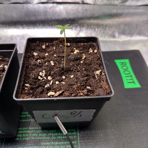Criminal + growlog timeline photo