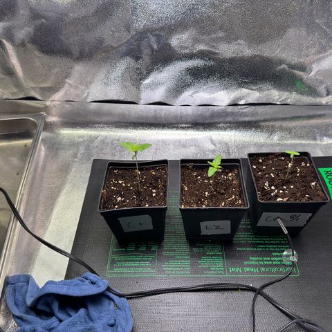 Criminal + growlog timeline photo