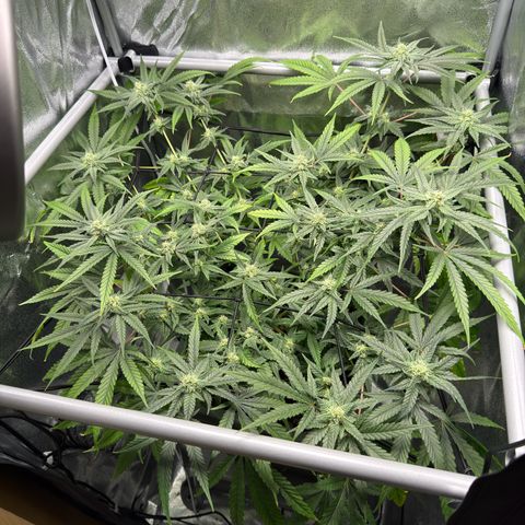 Mimosa x Orange Punch growlog timeline photo