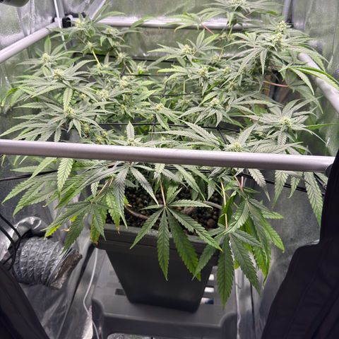 Mimosa x Orange Punch growlog timeline photo