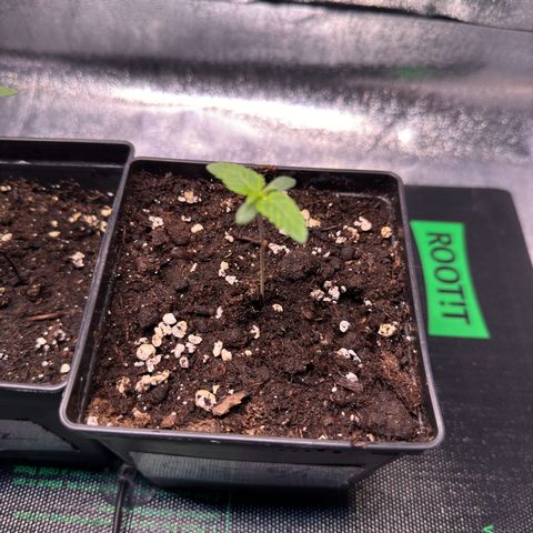 Criminal + growlog timeline photo