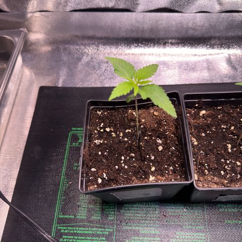 Criminal+ growlog timeline photo