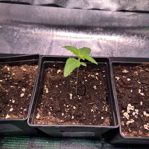 Lemon Zkittle growlog timeline photo