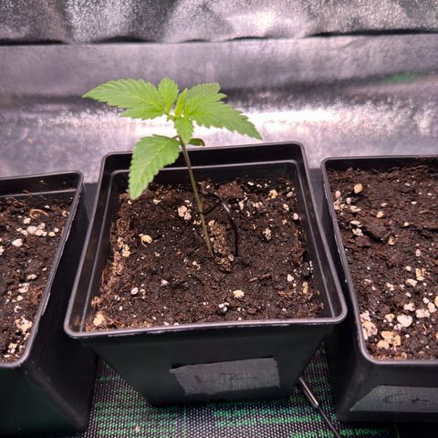 Lemon Zkittle growlog timeline photo