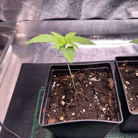 Criminal+ growlog timeline photo