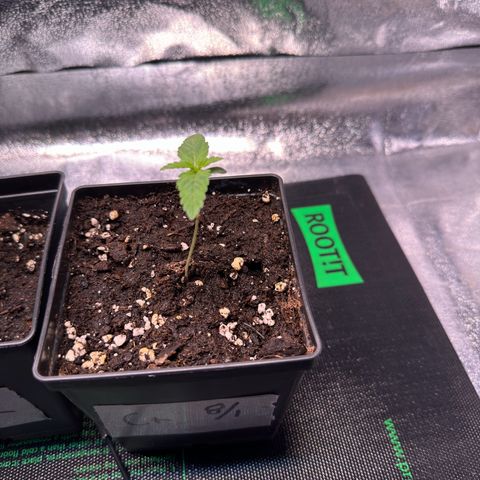 Criminal + growlog timeline photo