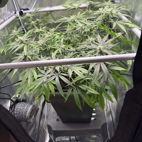Mimosa x Orange Punch growlog timeline photo