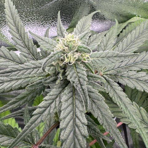 Mimosa x Orange Punch growlog timeline photo