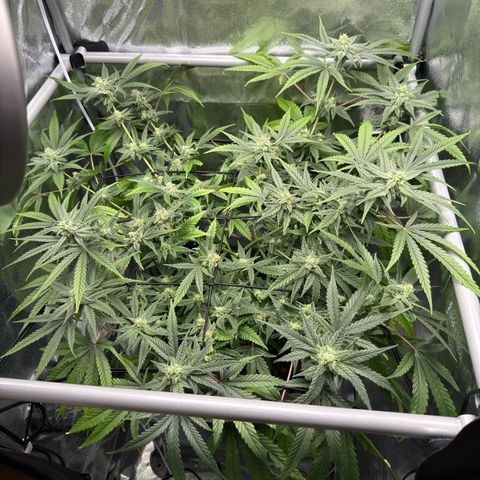 Mimosa x Orange Punch growlog timeline photo