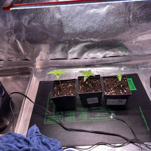 Criminal + growlog timeline photo