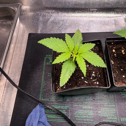 Criminal+ growlog timeline photo