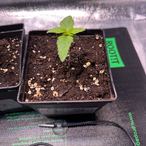Criminal + growlog timeline photo