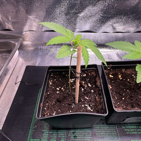 Criminal+ growlog timeline photo