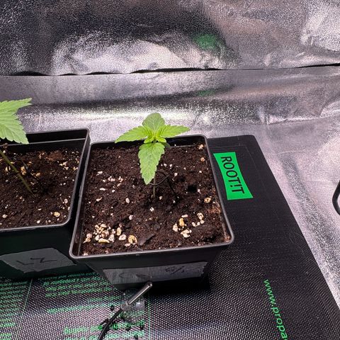Criminal + growlog timeline photo