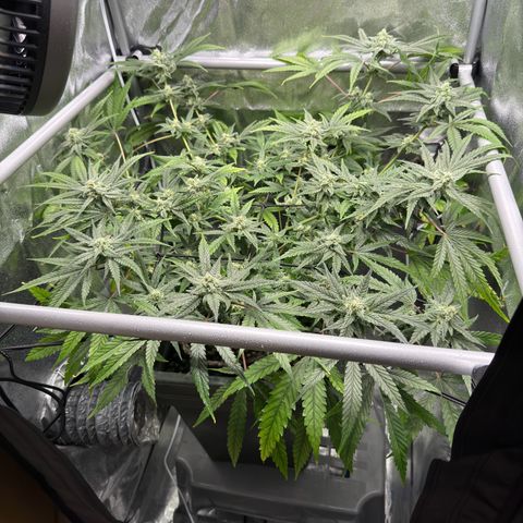 Mimosa x Orange Punch growlog timeline photo