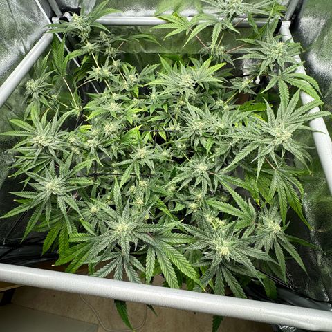 Mimosa x Orange Punch growlog timeline photo