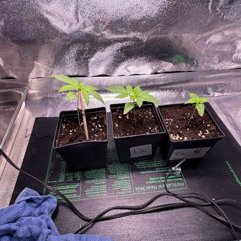 Criminal + growlog timeline photo