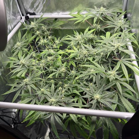 Mimosa x Orange Punch growlog timeline photo