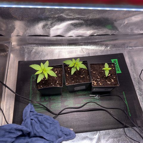 Criminal + growlog timeline photo