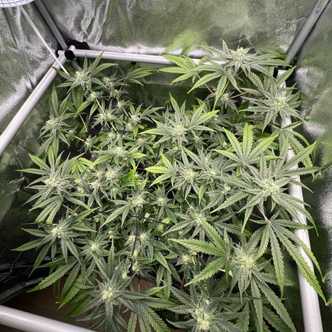 Mimosa x Orange Punch growlog timeline photo