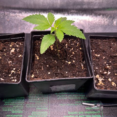 Lemon Zkittle growlog timeline photo